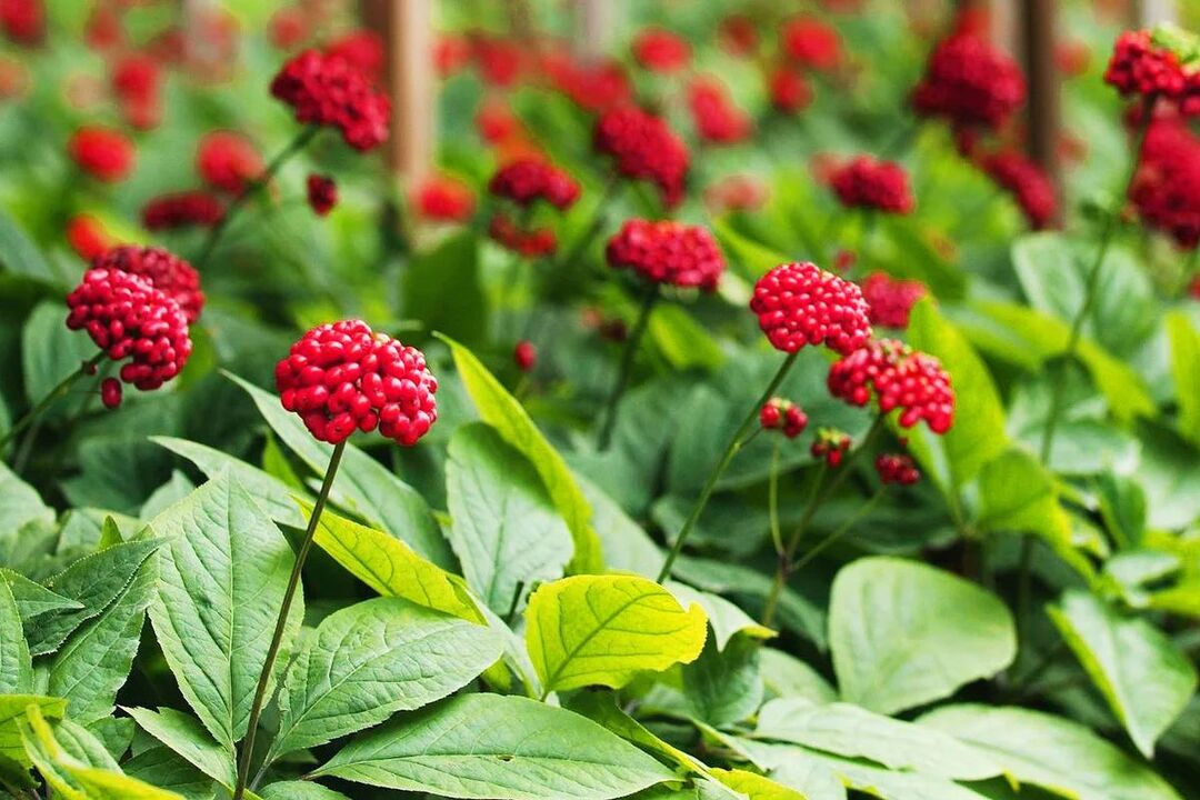 ginseng erva medicinal para potência