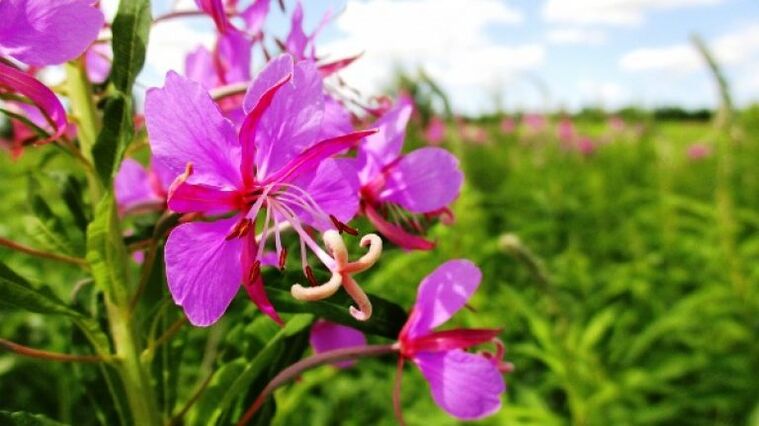 Inflorescências de Fireweed com benefícios inegáveis ​​​​para os homens